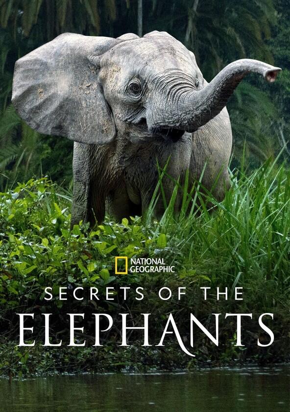 Secrets of the Elephants - Season 1 Secrets of the Elephants - Season 1