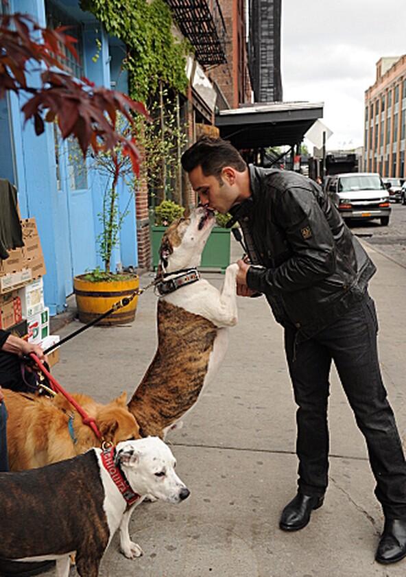 Dogs in the City - Season 1 Dogs in the City - Season 1