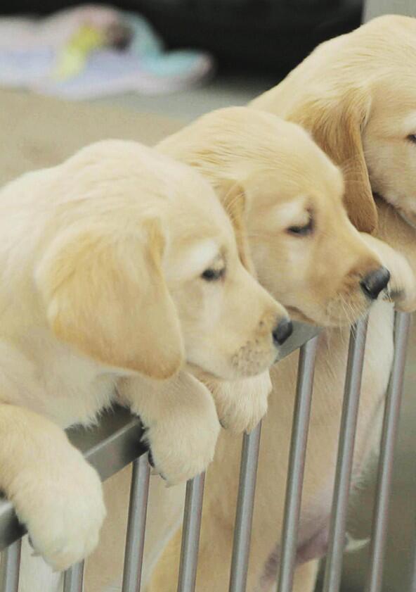 Me and My Guide Dog - Season 1 Me and My Guide Dog - Season 1