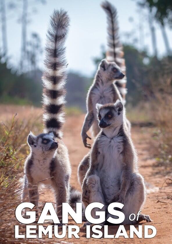 Gangs of Lemur Island - Season 1 Gangs of Lemur Island - Season 1