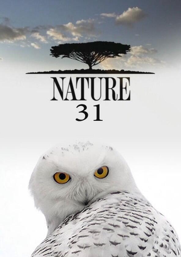 Nature - Season 31 Nature - Season 31