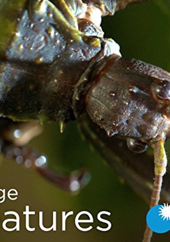 Strange Creatures - Season 1 Strange Creatures - Season 1