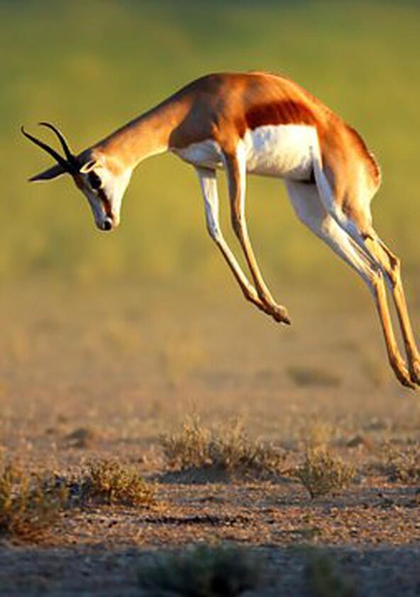 Nature's Greatest Dancers - Season 1 Nature's Greatest Dancers - Season 1