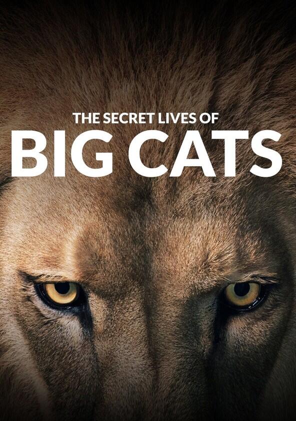 The Secret Lives of Big Cats - Season 1 The Secret Lives of Big Cats - Season 1