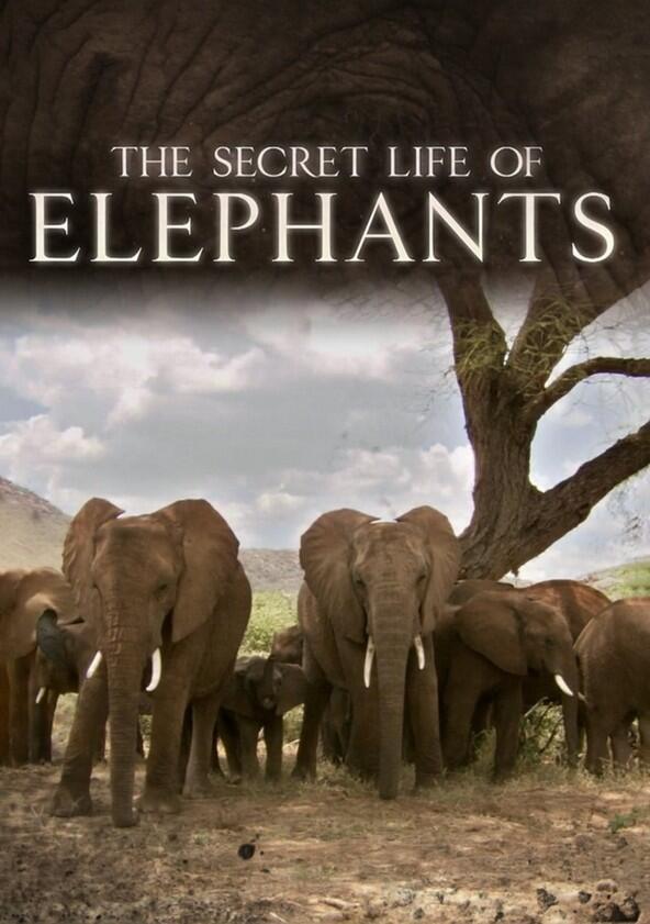 The Secret Life of Elephants - Season 1 The Secret Life of Elephants - Season 1