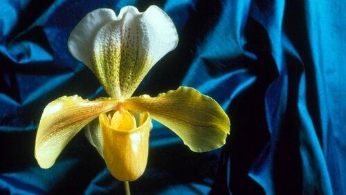 Obsession with Orchids Obsession with Orchids