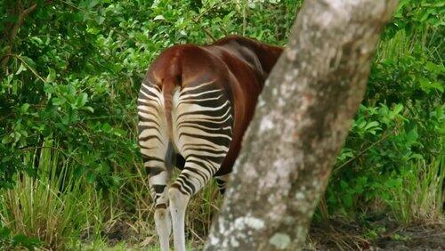 Okapi Bundle of Joy Okapi Bundle of Joy
