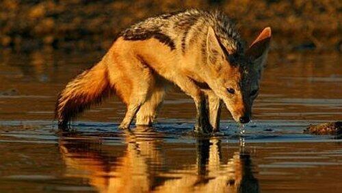 Year of the Jackal Year of the Jackal