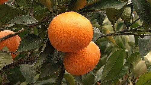 Mikan: Japan's Favorite Citrus Fruit Mikan: Japan's Favorite Citrus Fruit