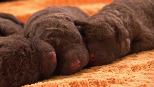 Fluffy Pups and Tater Tots Fluffy Pups and Tater Tots