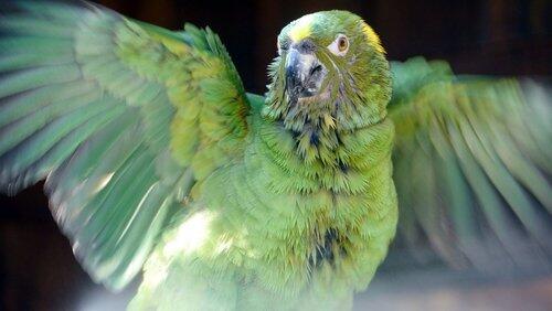 Parrot Confidential Parrot Confidential