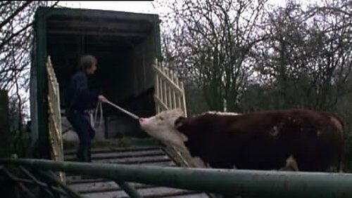 A Lot of Bull and a Pat on the Back A Lot of Bull and a Pat on the Back
