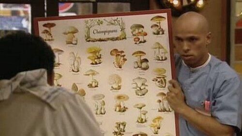 Une histoire de champignons Une histoire de champignons