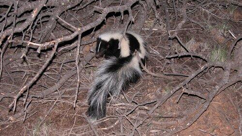 Is That Skunk?