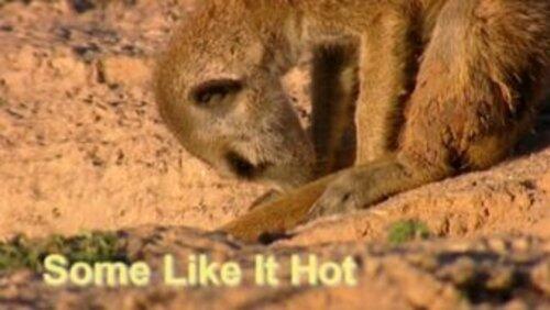 Some Like It Hot Some Like It Hot