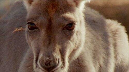 Big Red Roos Big Red Roos