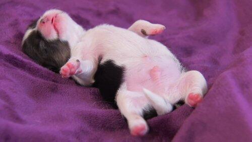 Supersized Pups