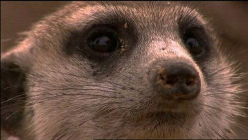 Ella: A Meerkat's Tale Ella: A Meerkat's Tale