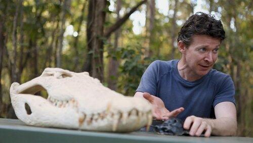 Saltwater Crocodiles Saltwater Crocodiles
