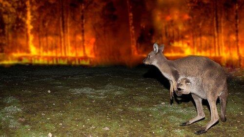 Australian Bushfire Rescue Australian Bushfire Rescue