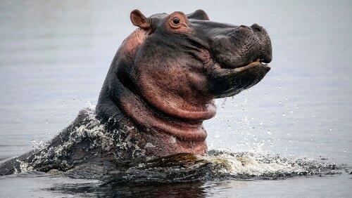 Hippos: Africa's River Giants Hippos: Africa's River Giants