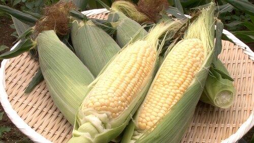 Corn Corn