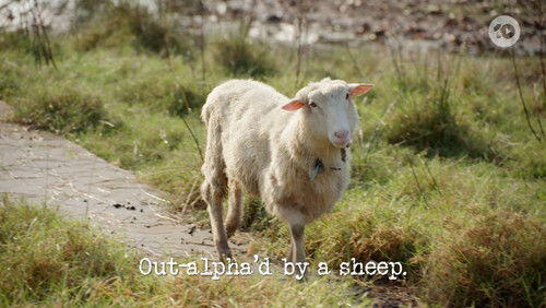 Out-alpha'd by a Sheep