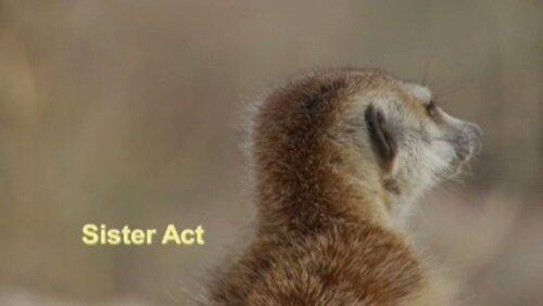 Sister Act Sister Act