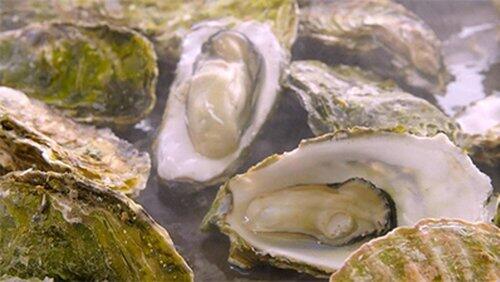 Oyster Oyster