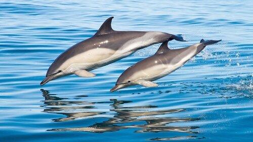 Whales & Dolphins Whales & Dolphins