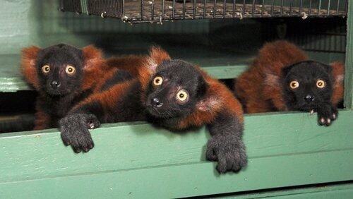 The Loneliest Animals The Loneliest Animals