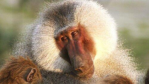 Living with Baboons Living with Baboons