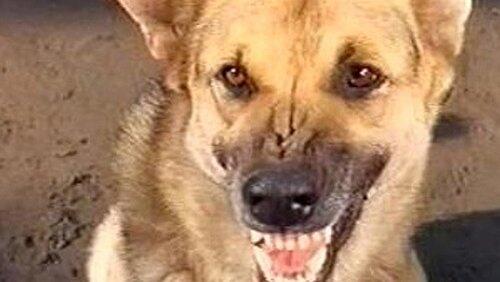 The Killer Dog The Killer Dog