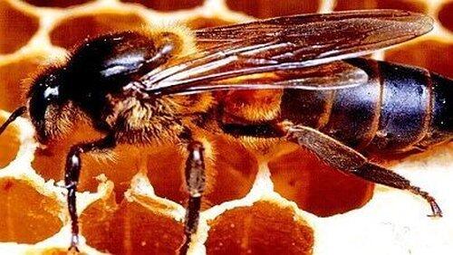 Killer Bees and Magic Trees Killer Bees and Magic Trees