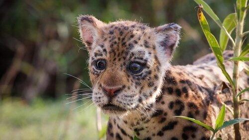 Spy In The Wild, A Nature Miniseries 'The Tropics' Spy In The Wild, A Nature Miniseries 'The Tropics'