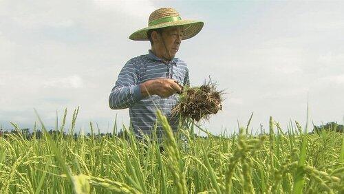 Tracing Rice in Japan Tracing Rice in Japan