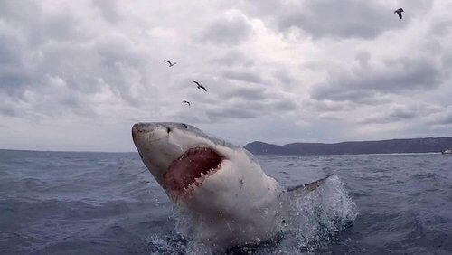 The Shark Bite State