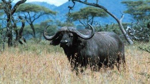 Buffalo - The African Boss Buffalo - The African Boss