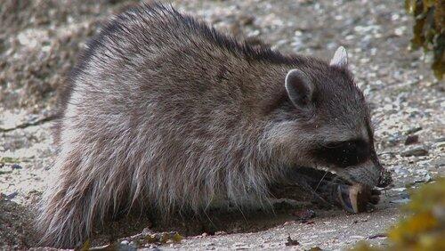 Raccoon Nation Raccoon Nation