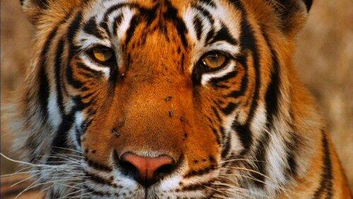 Broken Tail: A Tiger's Last Journey Broken Tail: A Tiger's Last Journey