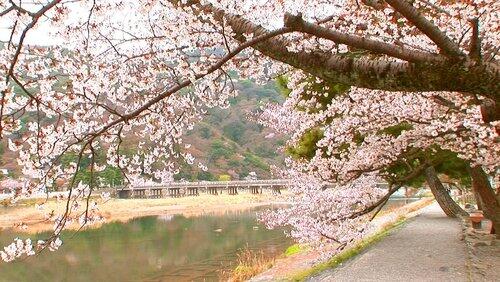 Hanami: Kyoto's Cherry Viewing Festivities in the Spring Hanami: Kyoto's Cherry Viewing Festivities in the Spring