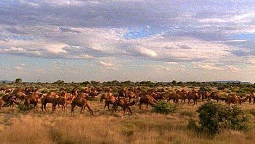 Camels Down Under Camels Down Under