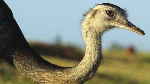 Rheas-Cerrado Rheas-Cerrado