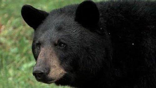 In the Company of Bears In the Company of Bears