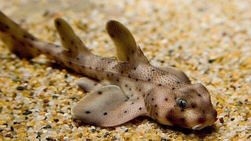 Secret Sharks Secret Sharks