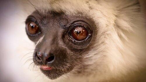Madagascar, Lemurs and Spies Madagascar, Lemurs and Spies