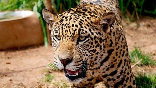 Jaguars - Born Free Jaguars - Born Free
