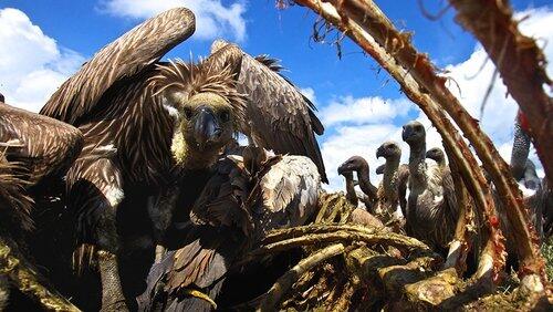 Vultures: Beauty in the Beast Vultures: Beauty in the Beast