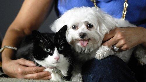 Why We Love Cats and Dogs Why We Love Cats and Dogs