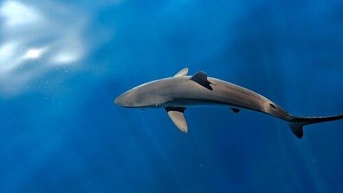 A Shark's Tale A Shark's Tale